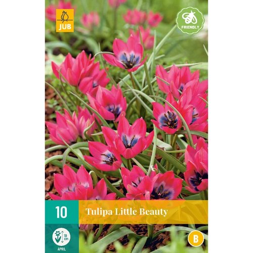 JUB Holland Tulipa Little Beauty