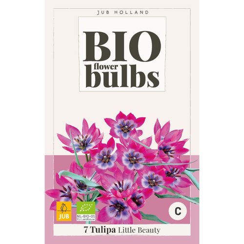 JUB Holland Tulipa Little Beauty - bio