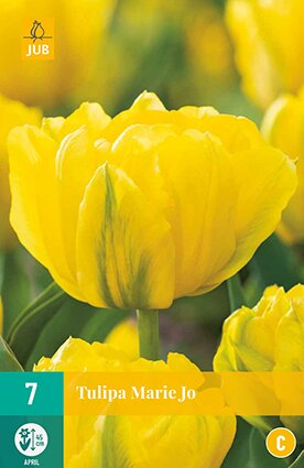 JUB Holland Tulipa Marie Jo