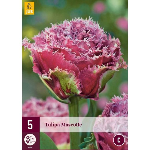 JUB Holland Tulipa Mascotte