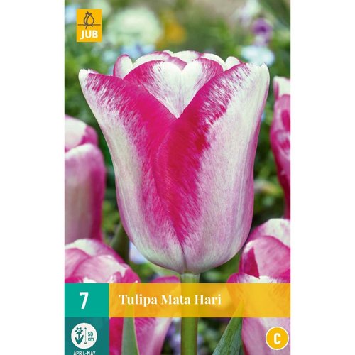 JUB Holland Tulipa Mata Hari