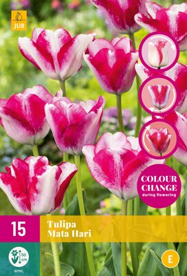 JUB Holland Tulipa Mata Hari