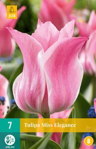 JUB Holland Tulipa Miss Elegance
