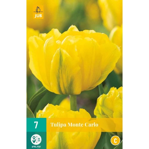 JUB Holland Tulipa Monte Carlo