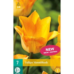 JUB Holland Tulipa Moonblush