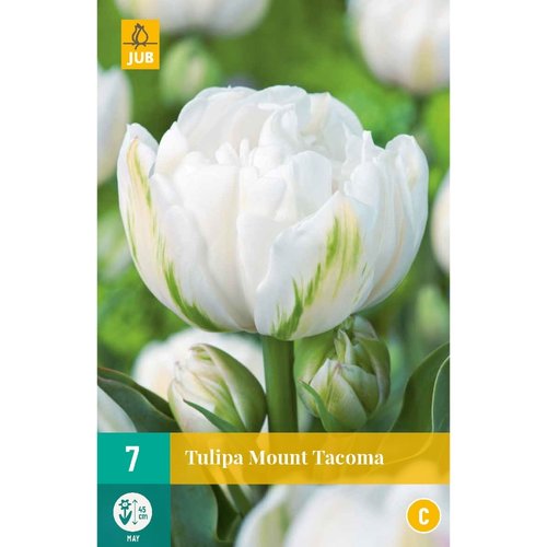 JUB Holland Tulipa Mount Tacoma