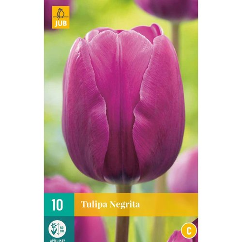 JUB Holland Tulipa Negrita