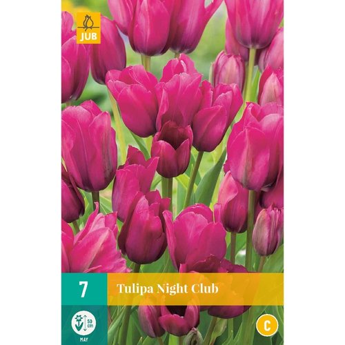 JUB Holland Tulipa Night Club