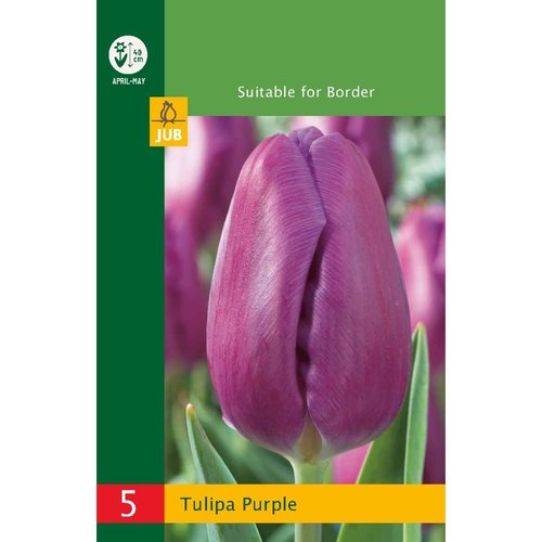 JUB Holland Tulipa Paars