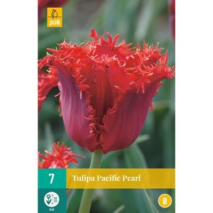 JUB Holland Tulipa Pacific Pearl