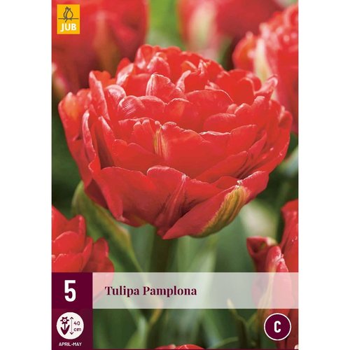 JUB Holland Tulipa Pamplona