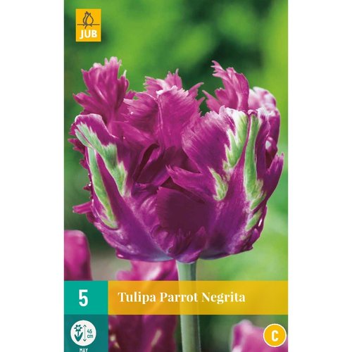 JUB Holland Tulipa Parrot Negrita