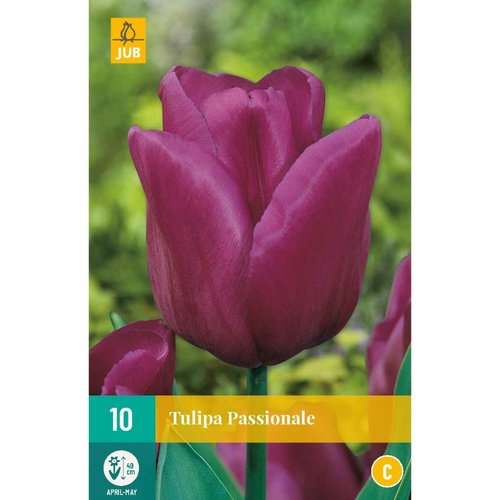 JUB Holland Tulipa Passionale