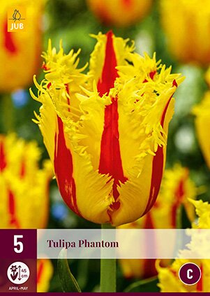 JUB Holland Tulipa Phantom
