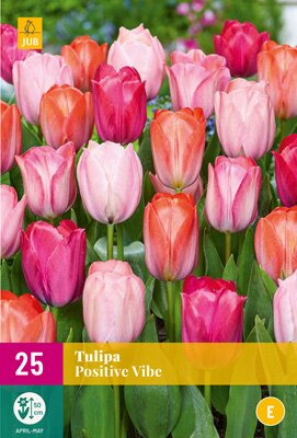 JUB Holland Tulipa Positive Vibe