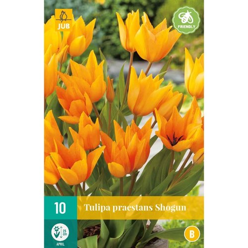 JUB Holland Tulipa praestans Shogun