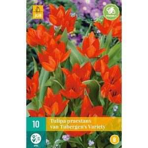 JUB Holland Tulipa praestans van Tubergen's var.