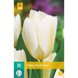 JUB Holland Tulipa Purissima