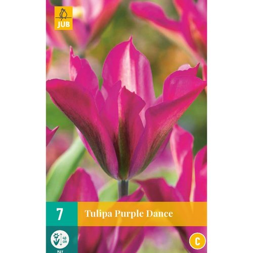 JUB Holland Tulipa Purple Dance