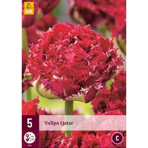 JUB Holland Tulipa Qatar