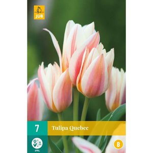 JUB Holland Tulipa Quebec