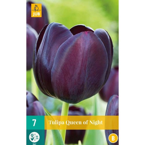 JUB Holland Tulipa Queen of Night