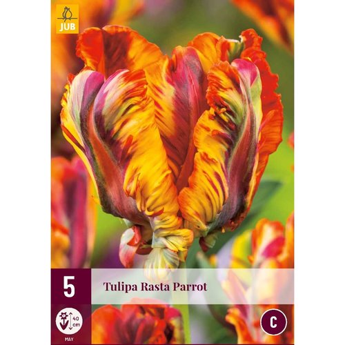 JUB Holland Tulipa Rasta Parrot