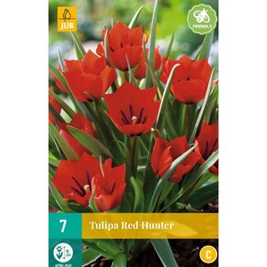JUB Holland Tulipa Red Hunter