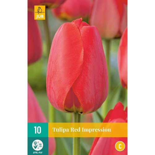 JUB Holland Tulipa Red Impression