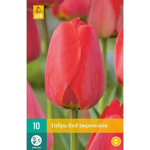 JUB Holland Tulipa Red Impression