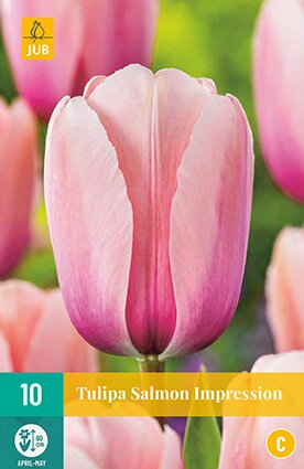 JUB Holland Tulipa Salmon Impression