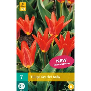 JUB Holland Tulipa Scarlet Baby