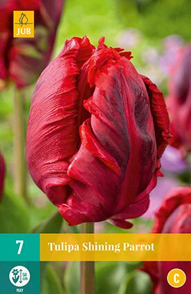 JUB Holland Tulipa Shining Parrot