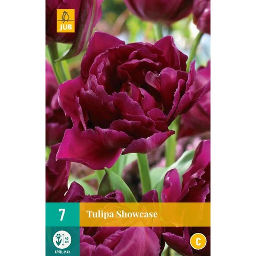JUB Holland Tulipa Showcase