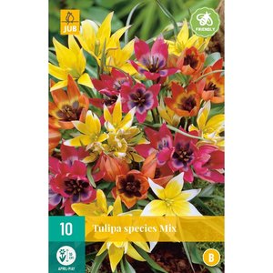 JUB Holland Tulipa Species Mix
