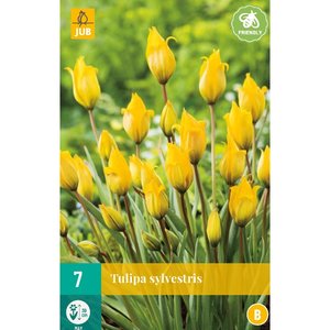 JUB Holland Tulipa sylvestris