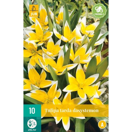 JUB Holland Tulipa tarda dasystemon