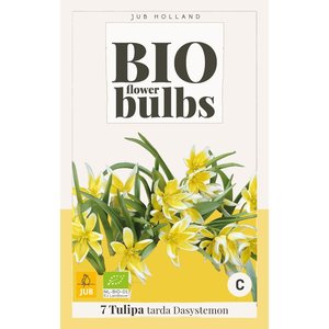 JUB Holland Tulipa tarda (Dasystemon) - bio