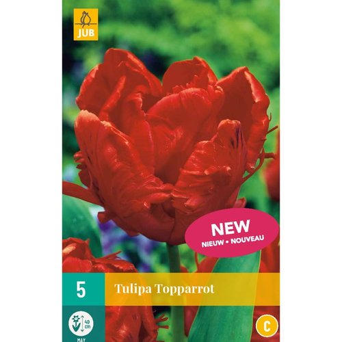 JUB Holland Tulipa Topparrot