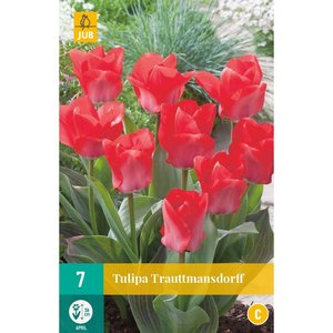JUB Holland Tulipa Trauttmansdorff