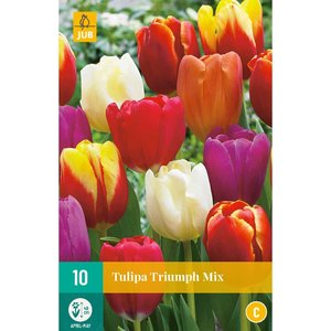 JUB Holland Tulipa Triumph Mix