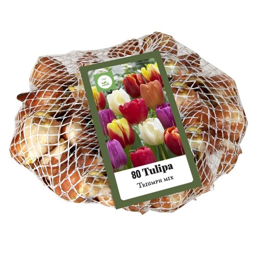 JUB Holland Tulipa Triumph Mix