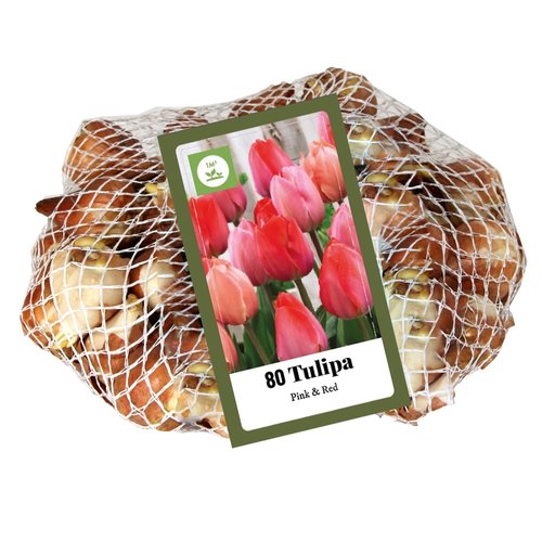 JUB Holland Tulipa Triumph Roze & Rood