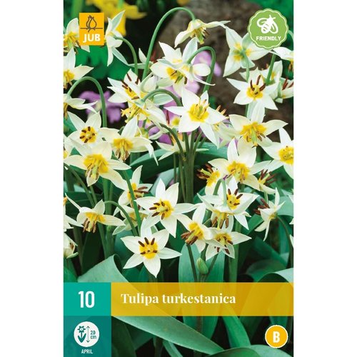 JUB Holland Tulipa turkestanica