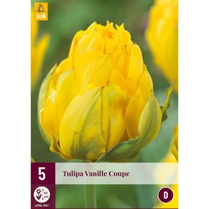 JUB Holland Tulipa Vanille Coupe