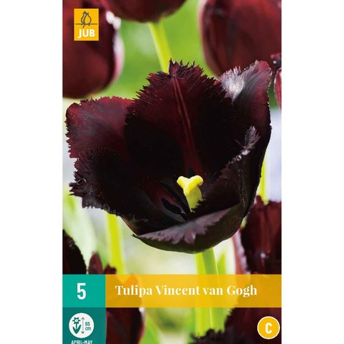 JUB Holland Tulipa Vincent van Gogh