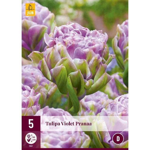 JUB Holland Tulipa Violet Pranaa