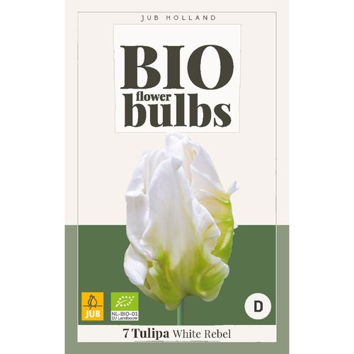 JUB Holland Tulipa White Rebel - bio