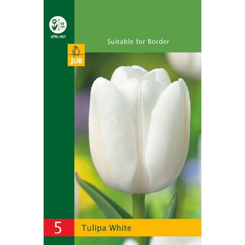 JUB Holland Tulipa Wit