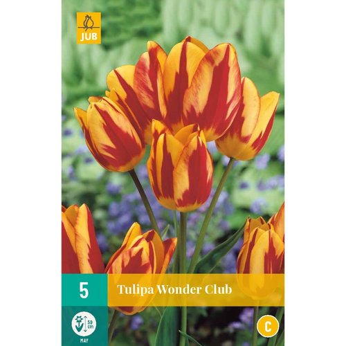 JUB Holland Tulipa Wonder Club